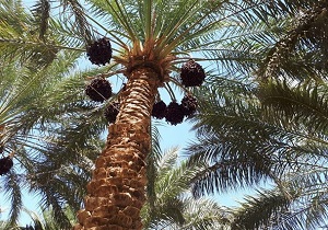 برداشت خرما از نخلستان های میرجاوه