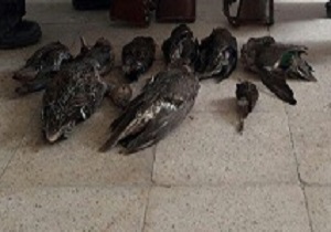 شکارچیان غیرمجاز به دام افتادند