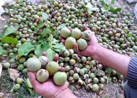 آغاز برداشت گردو از باغات آذربایجان غربی