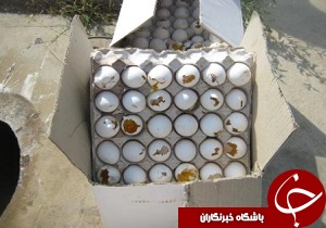 کشف بیش از ۵۰۰ کارتن تخم مرغ فاقد هویت بهداشتی