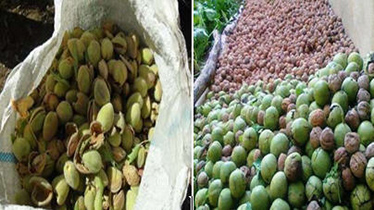 آغاز برداشت گردو و بادام از باغ های اردستان