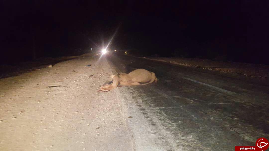 تصادف پراید با شتر در جاده جاسک + تصاویر