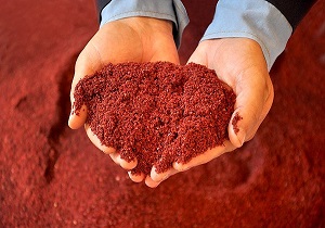 پیش بینی برداشت سه تن پودر سماق از اراضی کشاورزی