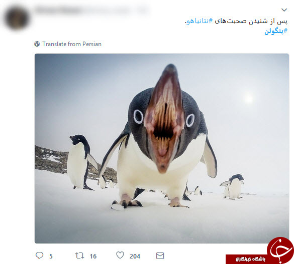 واکنش پنگوئن ها به اظهارات نتانیاهو! + فیلم و تصاویر