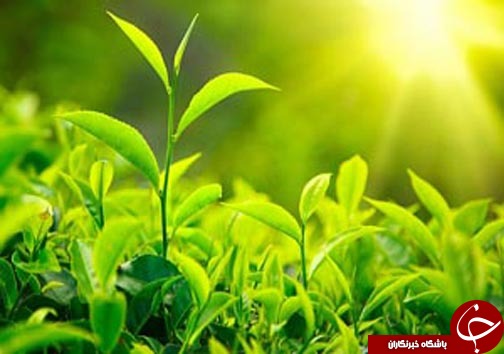 نگاهی گذرا به مهمترین رویداد&zwnj;های ۲۹ شهریور در مازندران
