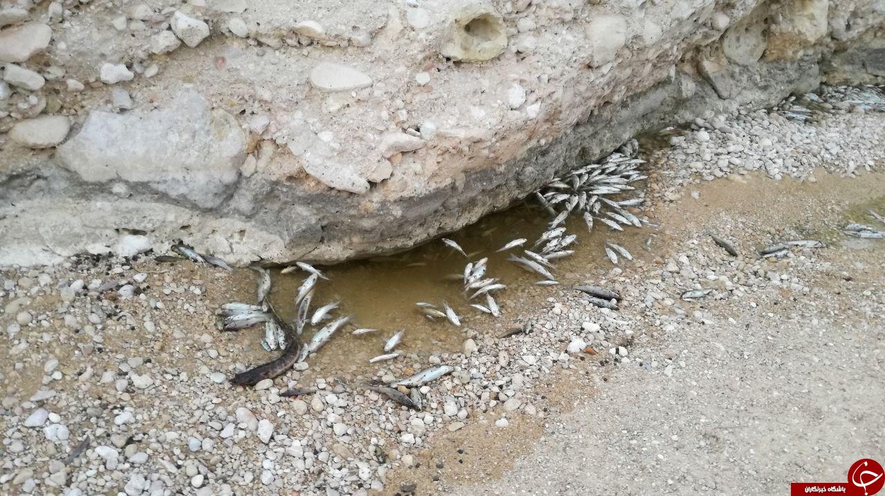 مرگ ماهیان در رودخانه روستای &laquo;شهر خاص&raquo; + تصاویر