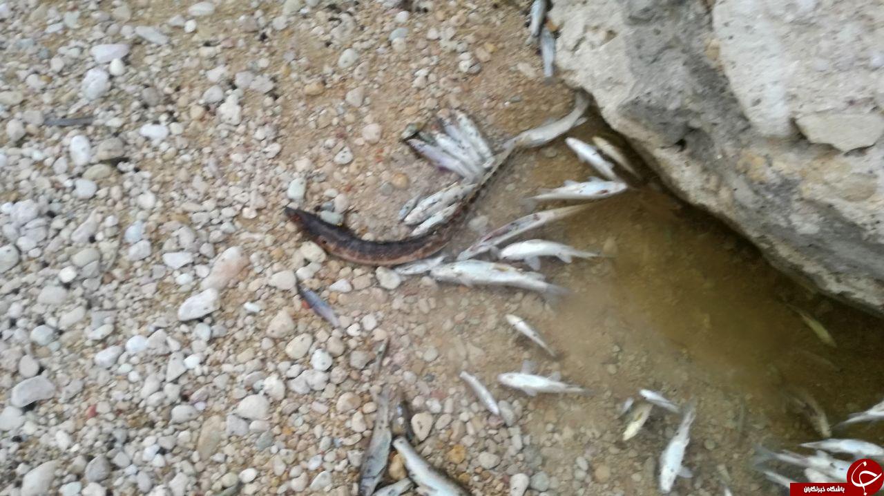 مرگ ماهیان در رودخانه روستای &laquo;شهر خاص&raquo; + تصاویر