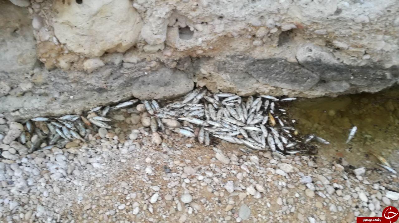 مرگ ماهیان در رودخانه روستای &laquo;شهر خاص&raquo; + تصاویر