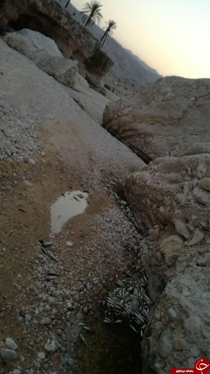 مرگ ماهیان در رودخانه روستای &laquo;شهر خاص&raquo; + تصاویر