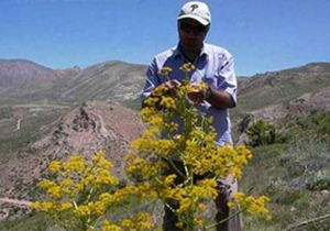 برداشت گیاهان دارویی در اصفهان  آغاز شد