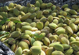 ۸۲ درصد افزایش تولید بادام در باغات بروجرد