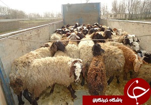 ‍ ۴۳ راس دام فاقد مجوز حمل به مقصد نرسید