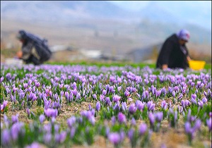 کشت زعفران در 4 هکتار از اراضی شهرستان گرمی