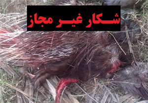 دستگیری عاملان شکار غیر مجاز تشی در رومشکان