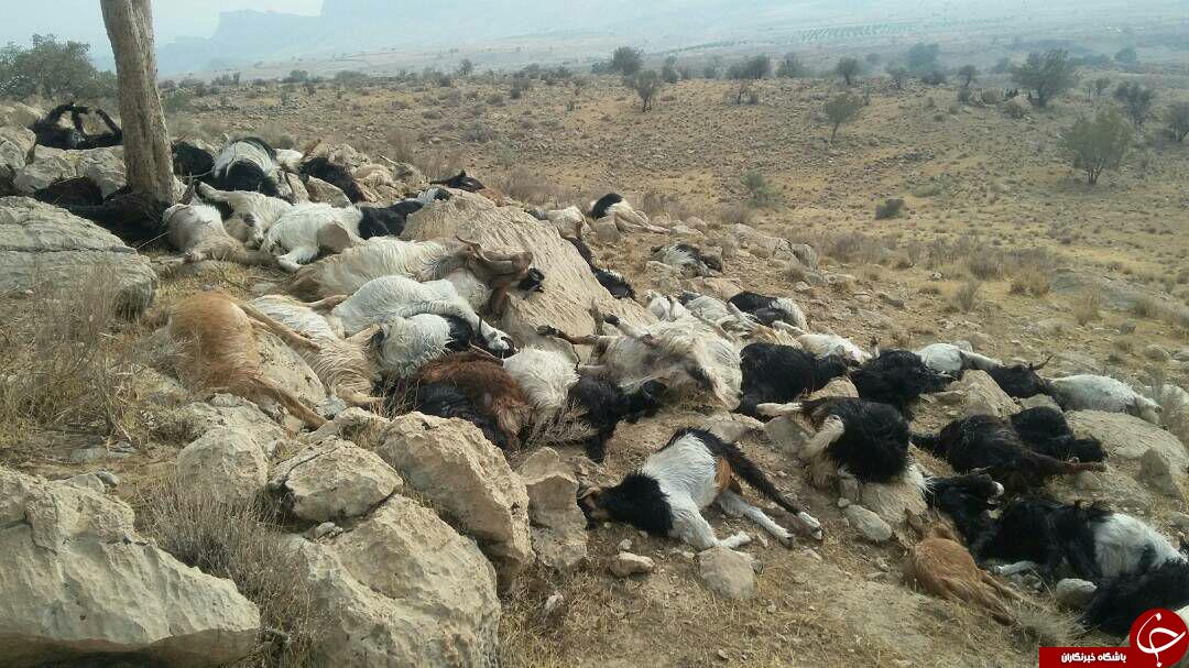 از تلف شدن گوسفندان در اثر رعد و برق تا لحظه اعدام قاتل آتنا اصلانی + فیلم و تصاویر