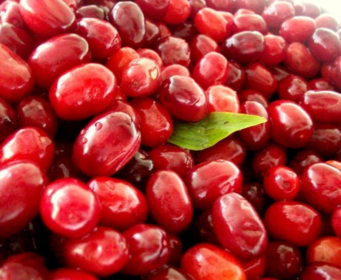 زغال اخته هایی که وبا و سرطان را به ارمغان می آورند