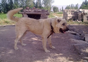 سگ یک کودک سه ساله را درید