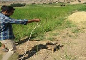 نجات روباه گرفتار در چاه در چگنی