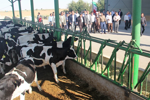 طرح توسعه واحد پرورش گاو شيري روستاي يسرلو افتتاح شد