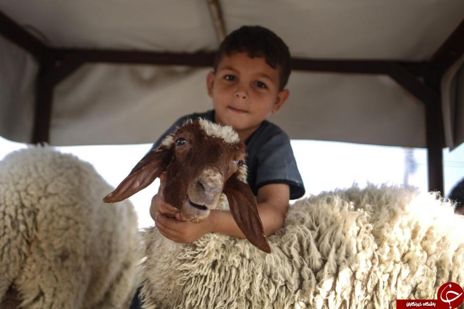 آماده سازی مسلمانان برای برگزاری عید قربان +تصاویر