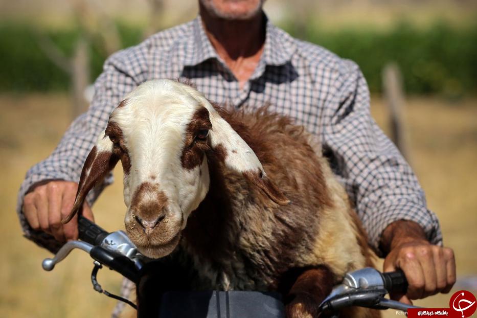 آماده سازی مسلمانان برای برگزاری عید قربان +تصاویر