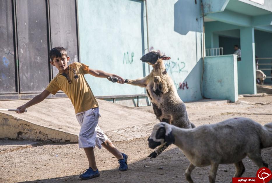 آماده سازی مسلمانان برای برگزاری عید قربان +تصاویر