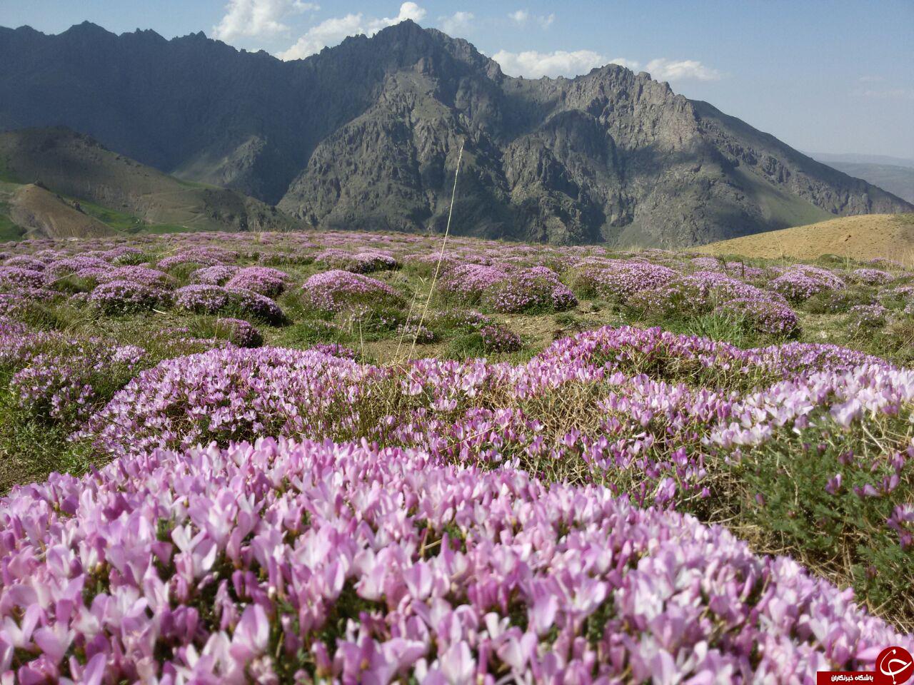 طبیعت بکر و زیبای ارتفاعات کوه اورین + تصاویر