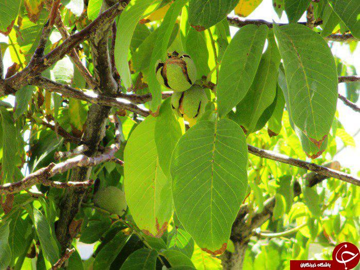 نمایی از باغ درختان گردو در سمیرم + تصاویر