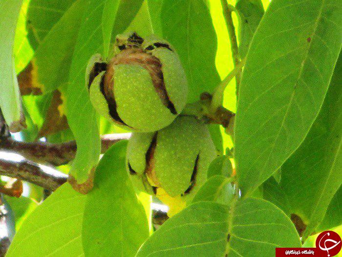 نمایی از باغ درختان گردو در سمیرم + تصاویر