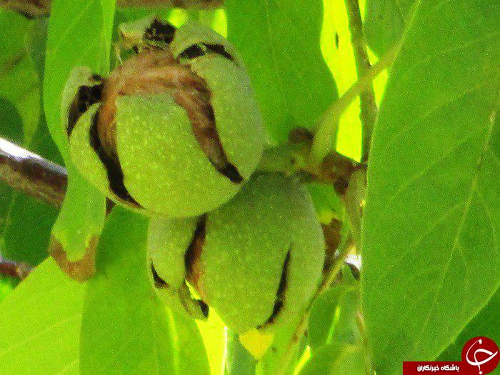 نمایی از باغ درختان گردو در سمیرم + تصاویر