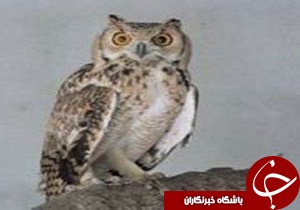 رها کردن دو پرنده به دامان طبیعت