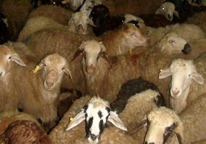 کشف دام فاقد مجوز حمل در تاکستان