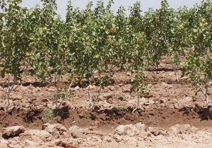 افتتاح طرح توجیهی احداث باغ پسته در روستاهای گرمی