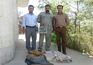 دستگیری متخلف زنده گیری پرنده سهره طلایی در مهاباد