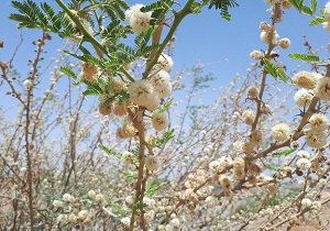 آغاز گلدهی گونه مغیر در میناب