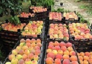 رشد 12درصدی برداشت هلو و شلیل در کردستان