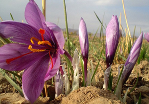 پیش بینی برداشت ۵۶۰ کیلوگرم زعفران