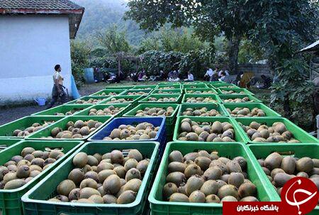 برداشت کیوی از باغات تالش + تصاویر