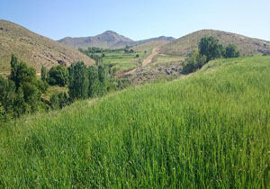 طبیعت دوست‌داشتنی و بکر در چنارستان + تصاویر