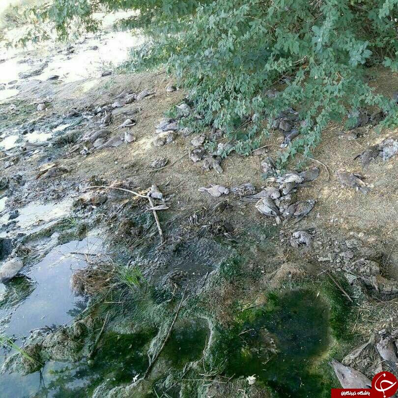 تلف شدن پرندگان وحشی در روستای گنجک + تصاویر