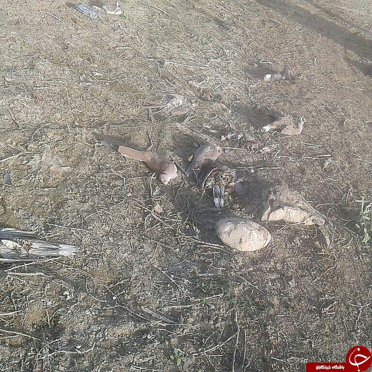 تلف شدن پرندگان وحشی در روستای گنجک + تصاویر