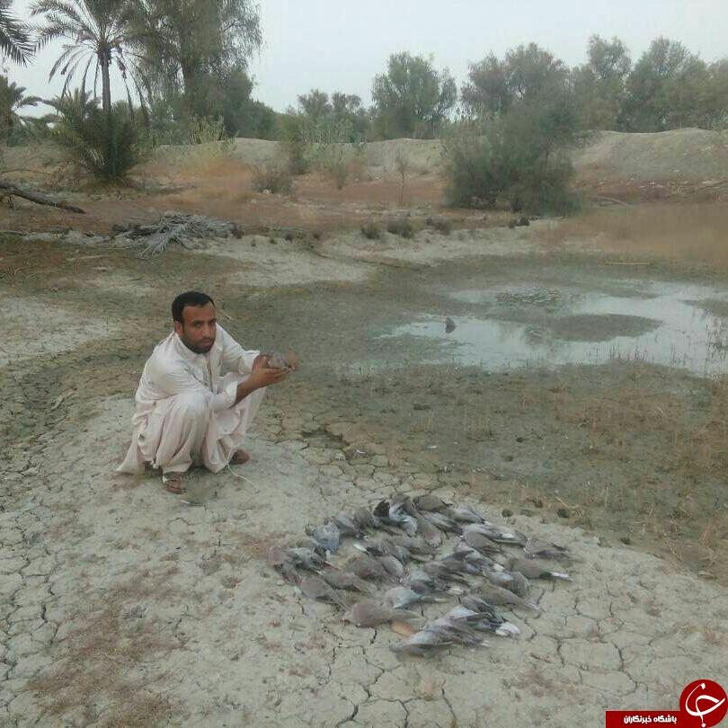 تلف شدن پرندگان وحشی در روستای گنجک + تصاویر