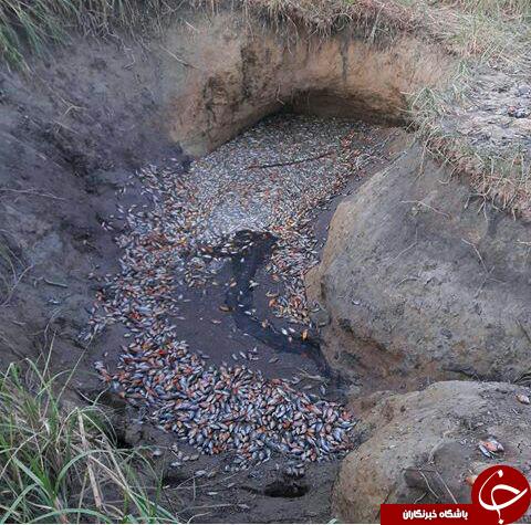 تصاویری تکان&zwnj;دهنده از مرگ ماهیان در تالاب &laquo;گری&zwnj; بلمک&raquo;