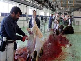 تعطیلی 7 کشتارگاه سنتی در آذربایجان غربی