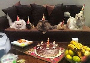 جشن تولد برای سگ ها پدیده ای در پایتخت/ جشن تولد سالی، پسرم! +تصاویر