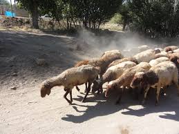 دستگیری سارق احشام در کمتر از دو ساعت