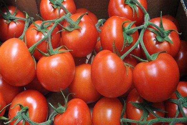 ۷۰۰ هکتار از اراضی کشاورزی اسدآباد زیر کشت گوجه فرنگی است