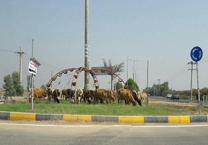 فیلم دیده نشده از سرقت طلافروشی در گچساران/تصاویری تکان&zwnj;دهنده از مرگ ماهیان در تالاب گری&zwnj; بلمک/دسترنج یک ساله کشاورزان در مروست برباد رفت + فیلم و تصاویر