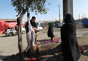 آمادگی گروه های دامپزشکی در روز عیدقربان