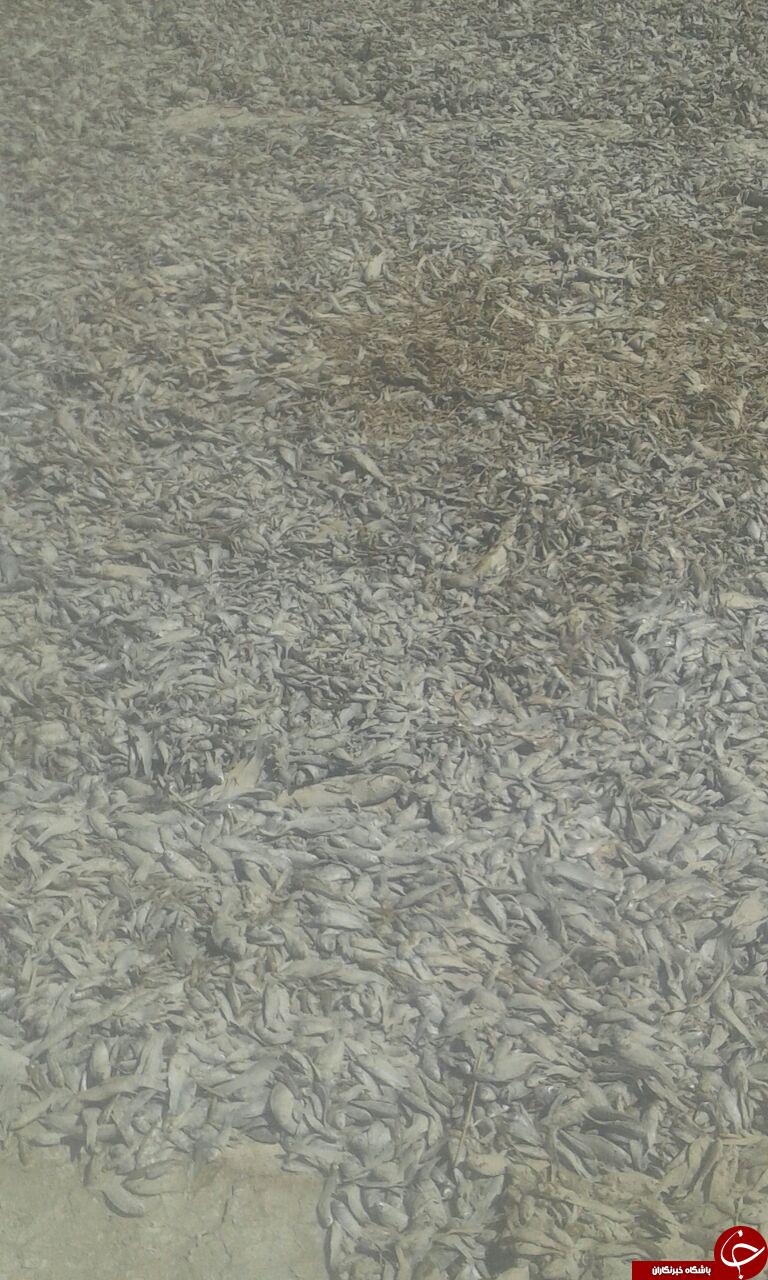 فاجعه زیست محیطی در تالاب هامون/ جمع&zwnj;آوری ماهیان خشک شده از تالاب + فیلم و تصاویر